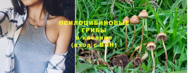 крисы Новозыбков
