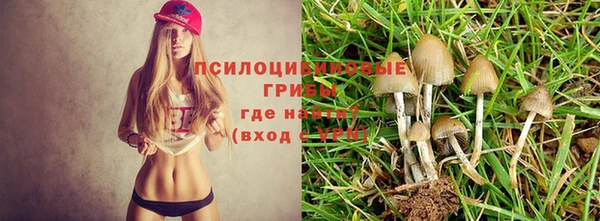 крисы Новозыбков