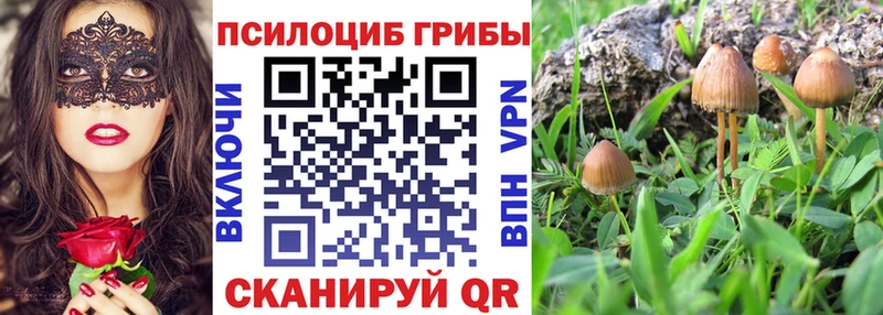 Псилоцибиновые грибы Psilocybe  Новоалександровск 